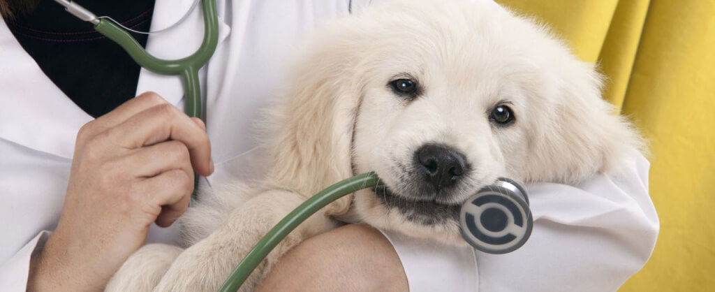 Hospital Veterinário O Contexto Ideal Para Cuidar Do Seu Melhor Amigo