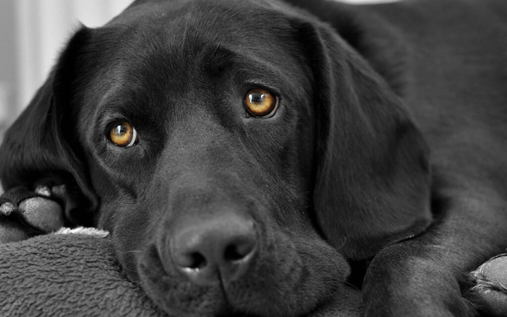 Como limpar os olhos do seu pet