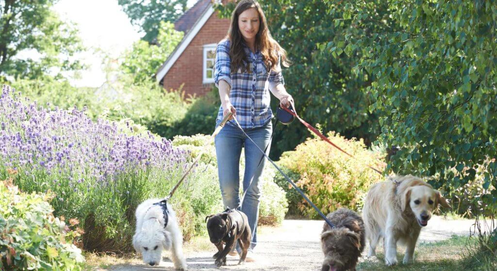 Quantas vezes passear com o cão e por quanto tempo