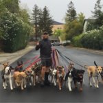 A popularização do serviço de dog walker