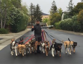 A popularização do serviço de dog walker