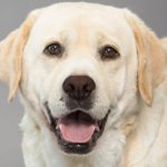 labrador absolutamente tudo sobre a raca desse cachorro