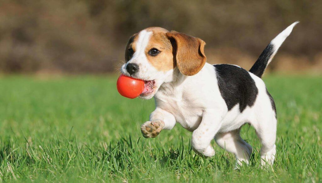 beagle absolutamente tudo sobre a raça bicho maps