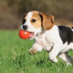 beagle absolutamente tudo sobre a raça bicho maps