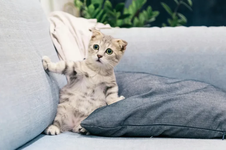 1 - 10 Dicas de Higiene Diária que Todo Dono de Pet Precisa Conhecer!