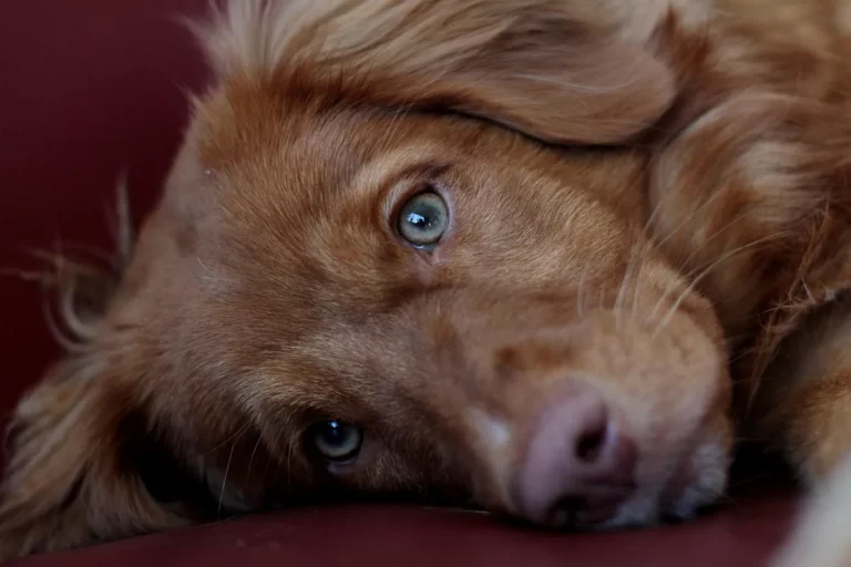 1 - Por que Castrar Seu Pet é um Ato de Amor: Benefícios que Você Não Conhecia
