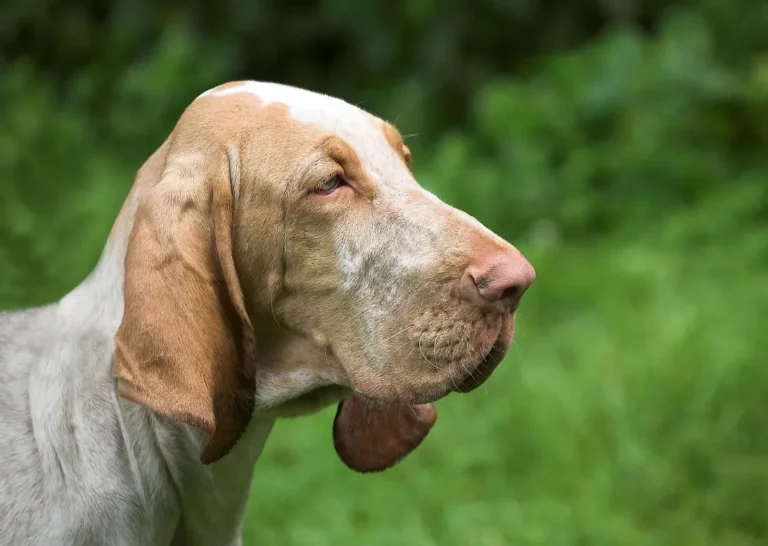 1 - Por que os Bloodhounds São Heróis de Busca e Resgate: Descubra Seus Segredos!